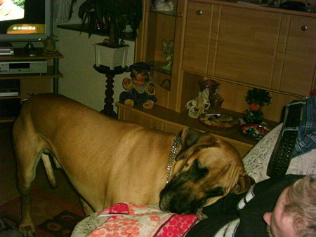 Deutsche Dogge Hunde Foto 27663 Deutsche Dogge Ich will auch schlafen