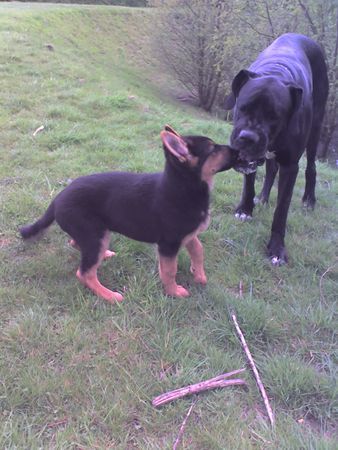 Deutsche Dogge Hunde Foto 43676 in höherer Auflösung ansehen Deutsche Dogge Ben mein Kumpel