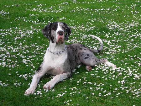 Deutsche Dogge Hunde Foto 42038 Deutsche Dogge Rio vom Odenwald 8 monate