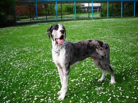Deutsche Dogge Hunde Foto 42039 Deutsche Dogge Rio vom Odenwald 8 monate