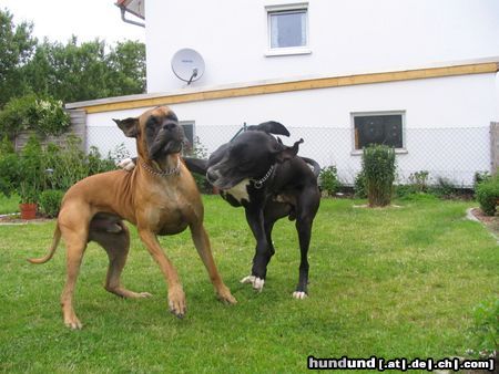 Deutsche Dogge Hunde Foto 12862 Deutsche Dogge Männerfreundschaft