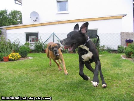 Deutsche Dogge Hunde Foto 12863 Deutsche Dogge Wettlauf