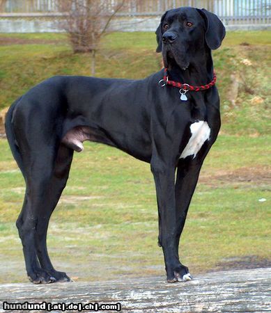 Deutsche Dogge Hunde Foto 19733 in höherer Auflösung ansehen Deutsche Dogge hassan vom aischgrund
