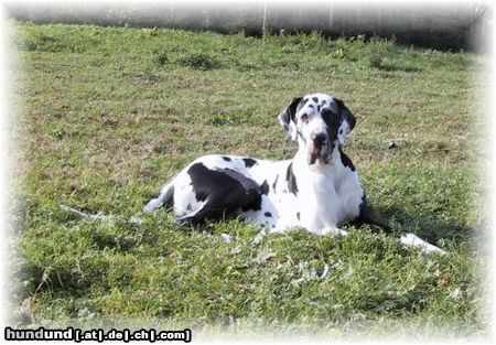 Deutsche Dogge Hunde Foto 19784 in höherer Auflösung ansehen Deutsche Dogge Yenna