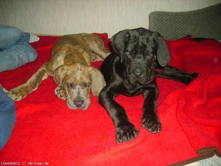 Deutsche Dogge Hunde Foto 42539 in höherer Auflösung ansehen Deutsche Dogge Rocky mit Brüderchen ein paar wochen alt