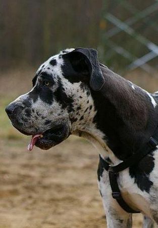 Deutsche Dogge Hunde Foto 37407 in höherer Auflösung ansehen Deutsche Dogge Achilles (19 Monate)