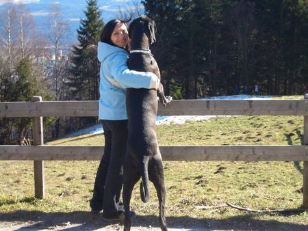 Deutsche Dogge Hunde Foto 37086 in höherer Auflösung ansehen Deutsche Dogge die Sonnenanbeter