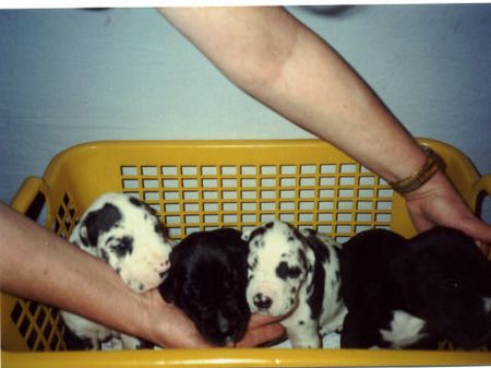 Deutsche Dogge Hunde Foto 2100 Deutsche Dogge Alexa,Aaron,Aphra,Agatha