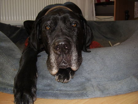 Deutsche Dogge Hunde Foto 30786 Deutsche Dogge Mir ist Langweilig