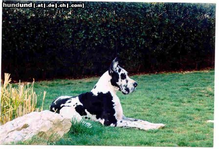 Deutsche Dogge Hunde Foto 3493 Deutsche Dogge STENTOR