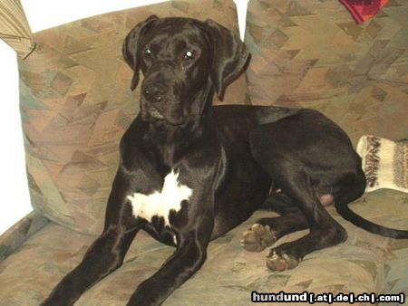 Deutsche Dogge Hunde Foto 26109 in höherer Auflösung ansehen Deutsche Dogge Artos II (geb. 15.10.2003) auf seinem Sofa
