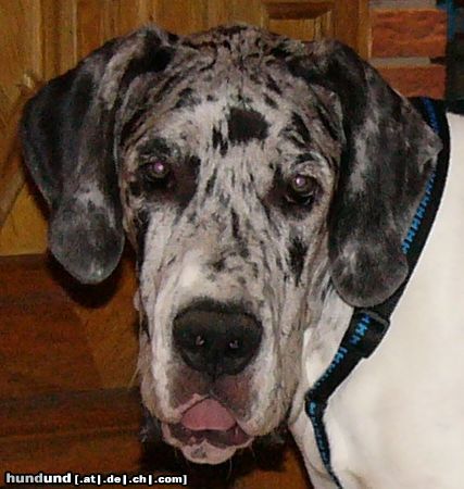 Deutsche Dogge Hunde Foto 25846 in höherer Auflösung ansehen Deutsche Dogge Baghira mit 6 Monaten
