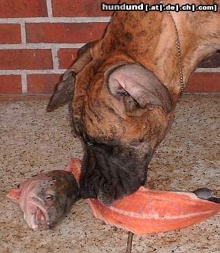 Deutsche Dogge Hunde Foto 20368 Deutsche Dogge Corsa und ihr Lachs