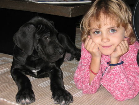 Deutsche Dogge Hunde Foto 30580 Deutsche Dogge Meggy und Bebe