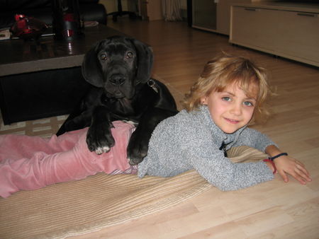 Deutsche Dogge Hunde Foto 30581 Deutsche Dogge Meggy und Bebe