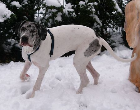 Deutsche Dogge Hunde Foto 26997 Deutsche Dogge Baghira`s erster Schnee