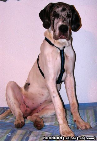 Deutsche Dogge Hunde Foto 25845 Deutsche Dogge Baghira mit 6 Monaten