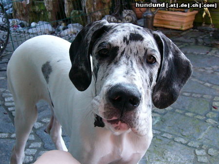 Deutsche Dogge Hunde Foto 24921 Deutsche Dogge Baghira 18 Wochen