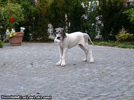 Deutsche Dogge Hunde Foto 23946 Deutsche Dogge Baghira (15 Wochen)
