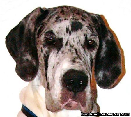 Deutsche Dogge Hunde Foto 25844 Deutsche Dogge Baghira mit 6 Monaten