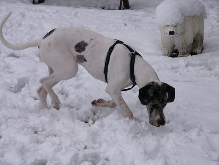 Deutsche Dogge Hunde Foto 27011 Deutsche Dogge Baghira 8 Monate