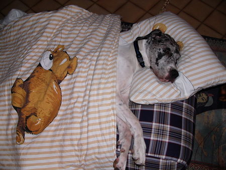 Deutsche Dogge Hunde Foto 30578 Deutsche Dogge Bitte micht stören !