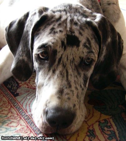 Deutsche Dogge Hunde Foto 25195 in höherer Auflösung ansehen Deutsche Dogge Baghira 21 Wochen
