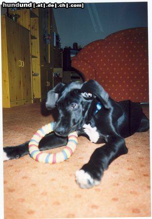 Deutsche Dogge Hunde Foto 9562 Deutsche Dogge Mein Balu