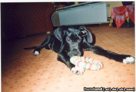 Deutsche Dogge Hunde Foto 9566 Deutsche Dogge mein Balu