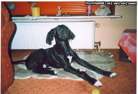 Deutsche Dogge Hunde Foto 9662 Deutsche Dogge Mein Balu