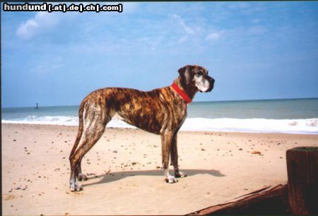 Deutsche Dogge Hunde Foto 2949 Deutsche Dogge Beachdog