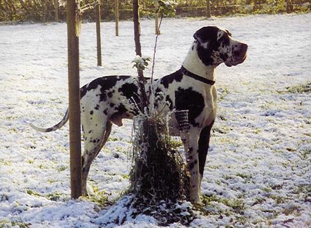 Deutsche Dogge Hunde Foto 999 Deutsche Dogge Benares