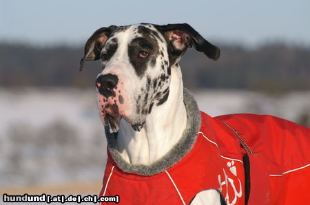 Deutsche Dogge Hathor Winterspaziergang