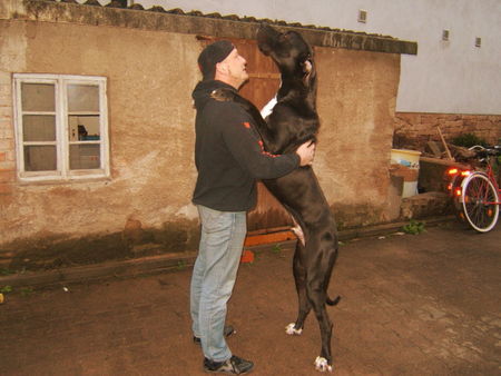 Deutsche Dogge Hunde Foto 40523 Deutsche Dogge Ich bin Zeus und ich bin noch lange nicht ausgewachsen...