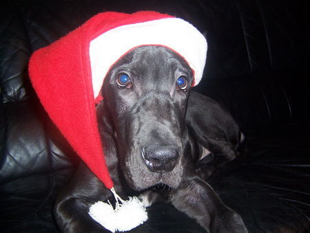 Deutsche Dogge Hunde Foto 37097 Deutsche Dogge Hoho,hier kommt der Weihnachts