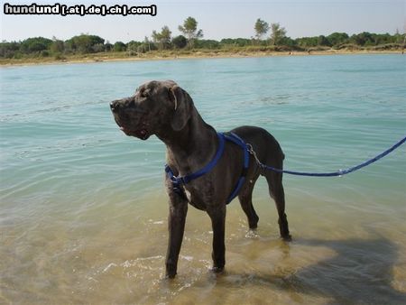 Deutsche Dogge Hunde Foto 15113 Deutsche Dogge Otello di Verdi in Italien