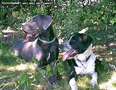 Deutsche Dogge Hunde Foto 3970 Deutsche Dogge