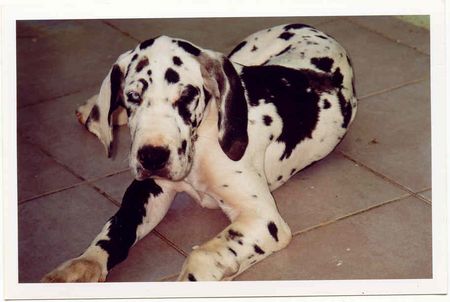 Deutsche Dogge Hunde Foto 2086 Deutsche Dogge BONADEA