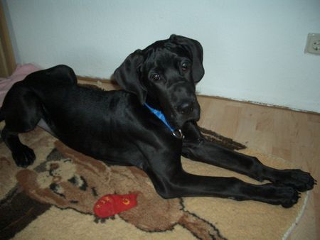 Deutsche Dogge Hunde Foto 41416 in höherer Auflösung ansehen Deutsche Dogge Gina vom Palmental mit 17 Wochen