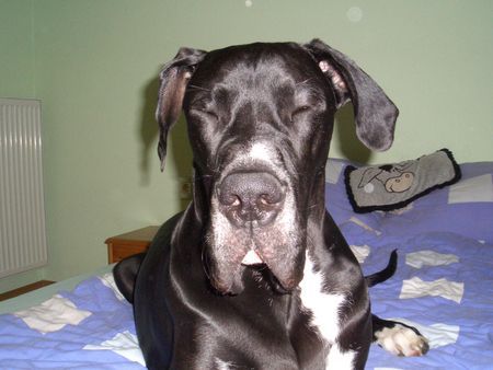 Deutsche Dogge Hunde Foto 30609 in höherer Auflösung ansehen Deutsche Dogge Duke vom schwarzen Born