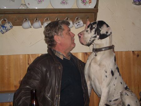 Deutsche Dogge Hunde Foto 41340 in höherer Auflösung ansehen Deutsche Dogge Sigi und Luna!