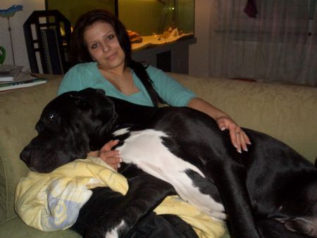 Deutsche Dogge Hunde Foto 30612 in höherer Auflösung ansehen Deutsche Dogge Duke vom schwarzen Born