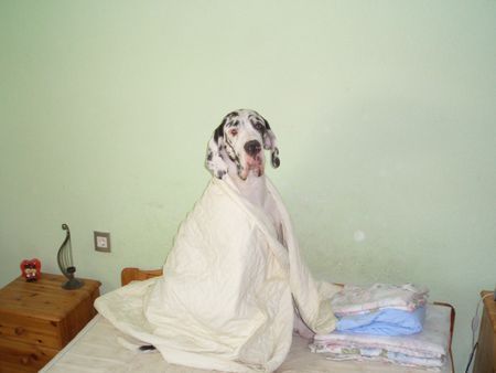 Deutsche Dogge Hunde Foto 30613 in höherer Auflösung ansehen Deutsche Dogge Enshie vom schwarzen Born