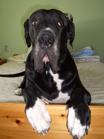 Deutsche Dogge Hunde Foto 30607 in höherer Auflösung ansehen Deutsche Dogge King Duke vom schwarzen Born