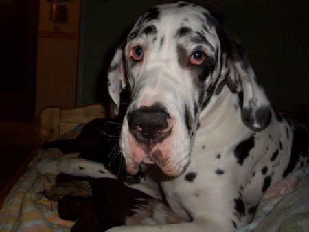 Deutsche Dogge Hunde Foto 30611 in höherer Auflösung ansehen Deutsche Dogge Enshie vom schwarzen Born