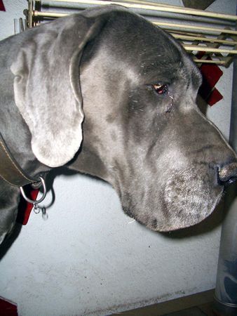 Deutsche Dogge Hunde Foto 41326 in höherer Auflösung ansehen Deutsche Dogge Sam der Große!