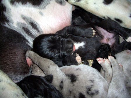 Deutsche Dogge Hunde Foto 41327 in höherer Auflösung ansehen Deutsche Dogge Sam der Kleine!