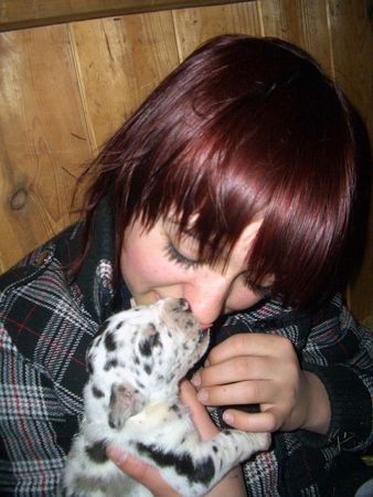Deutsche Dogge Hunde Foto 41330 in höherer Auflösung ansehen Deutsche Dogge Au, meine Nase!