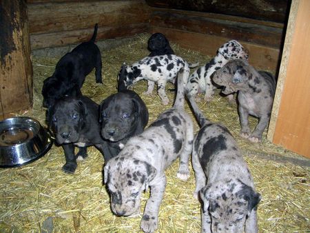 Deutsche Dogge Hunde Foto 41531 in höherer Auflösung ansehen Deutsche Dogge Unsere Neunerbande!