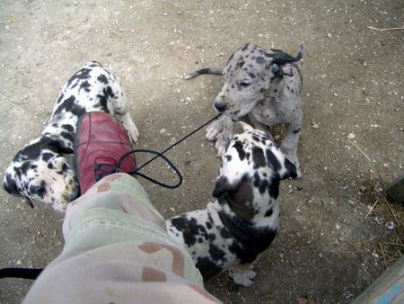 Deutsche Dogge Hunde Foto 41732 in höherer Auflösung ansehen Deutsche Dogge Schuhbandspiel!